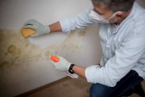 Best Local Mold Removal Service  in Sedro Woolley, WA
