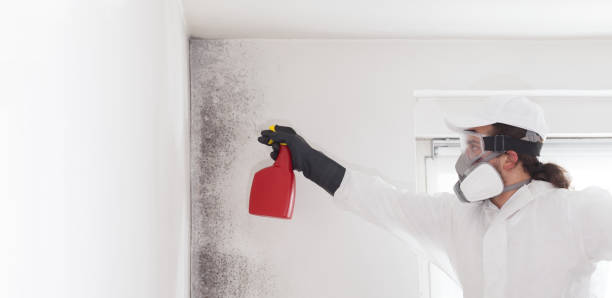 Best Toxic Mold Removal  in Sedro Woolley, WA