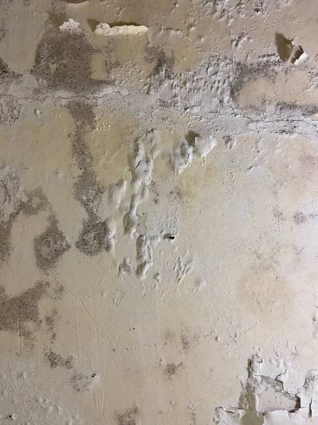 Best Commercial Mold Removal  in Sedro Woolley, WA